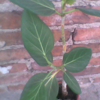 Fikus bengalski-Ficus benghalensis