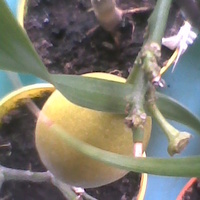 Limonella 2 owoc już dobry do zjedzenia