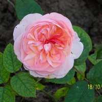 róża angielska