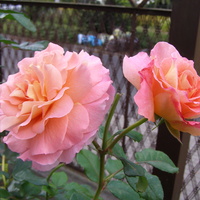 Róza Silnie Pachną