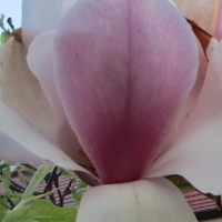Ukochana Magnolia