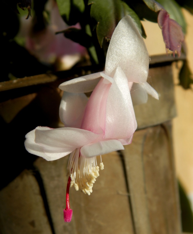 Grudnik biało-różowy