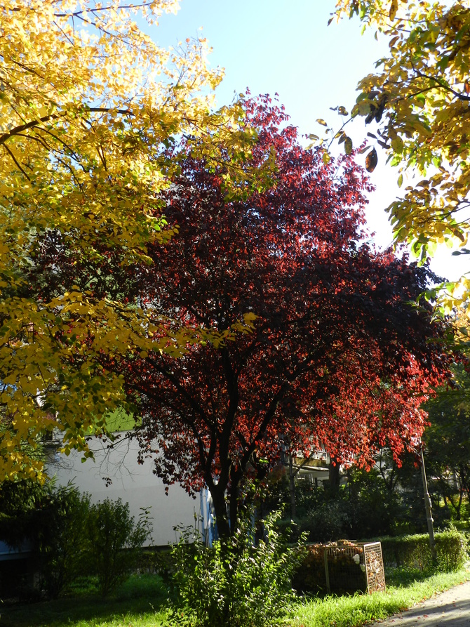 Kolorowe drzewa w parku