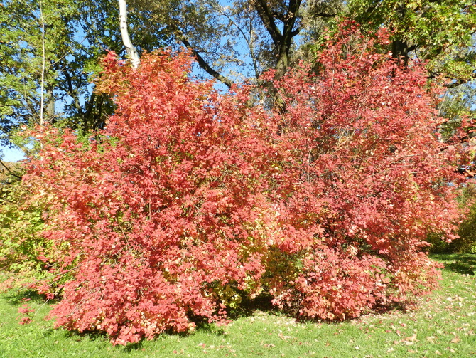 Kolorowe krzewy w parku