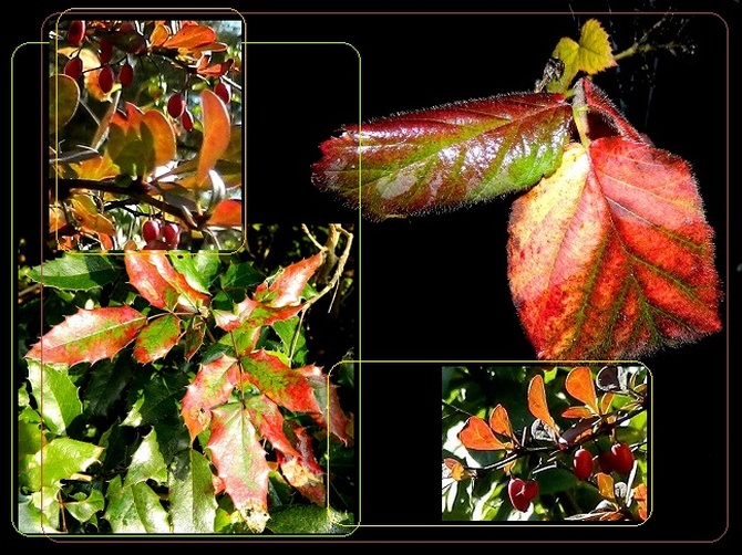 Kolorowe liście