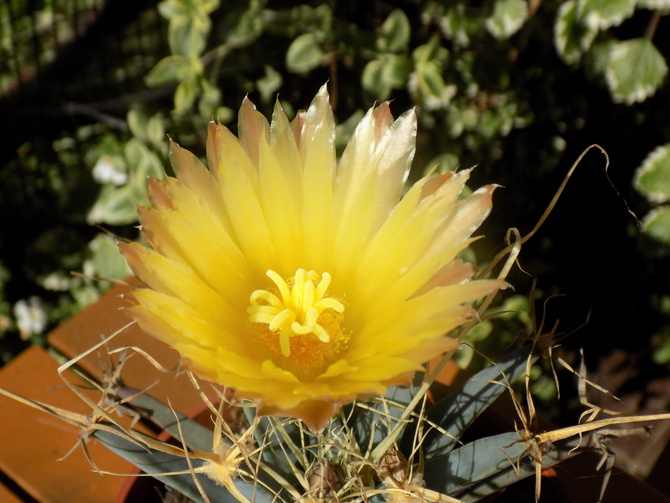 Najpiękniejszy kwiat kaktusa....