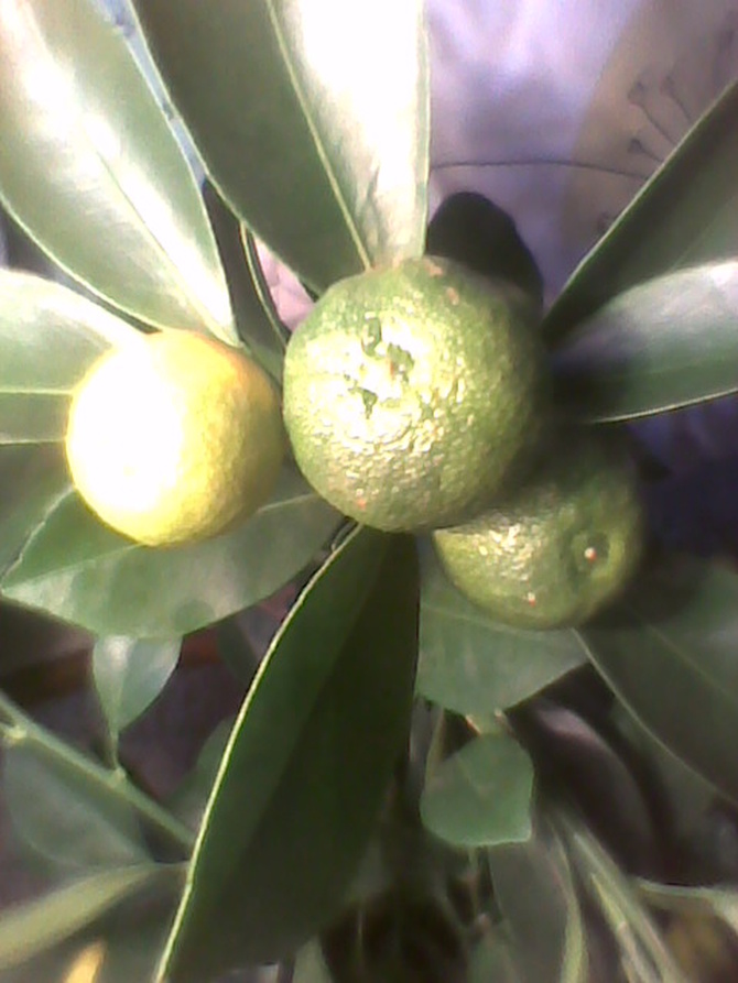 Owoce kalamondyny