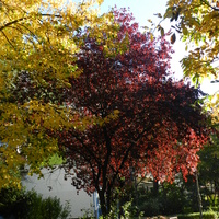 Kolorowe Drzewa W Pa