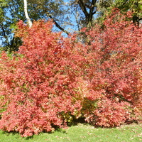 Kolorowe krzewy w parku