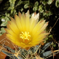 Najpiękniejszy kwiat kaktusa....