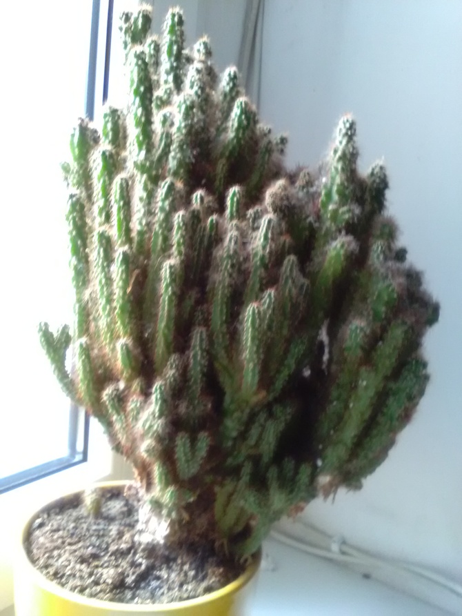 Kaktusowa kaskada
