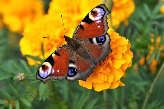 Motyle w lecie 