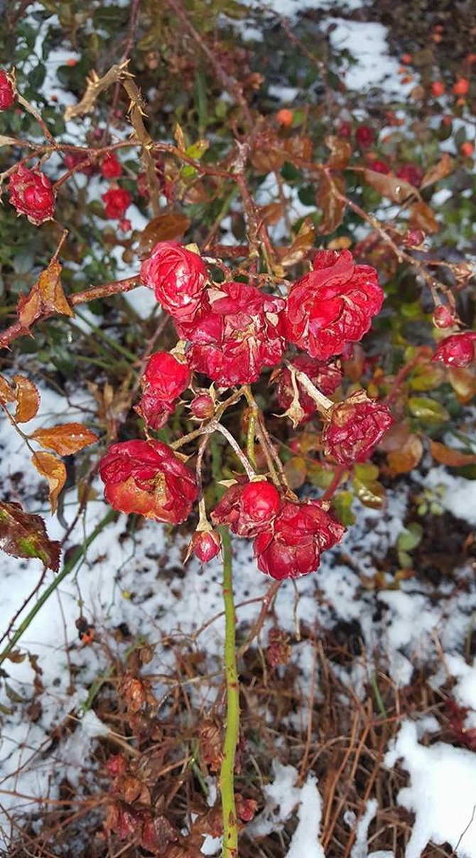 róże w śniegu