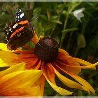 Lato z motylkiem...