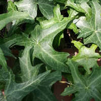 Hedera Helix 'Marple Leaf'