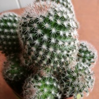 moj kaktusik