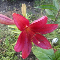 Pierwsza czerwcowa lilia