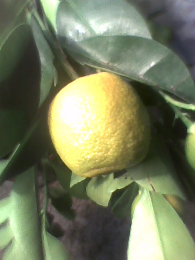 Owoc kalamondyny