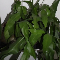 Epiphyllum Oxypetalu