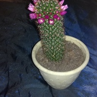 Kaktusik ;-) Mammill