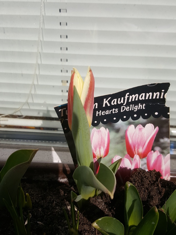 Pierwszy tulipan się już uśmiecha