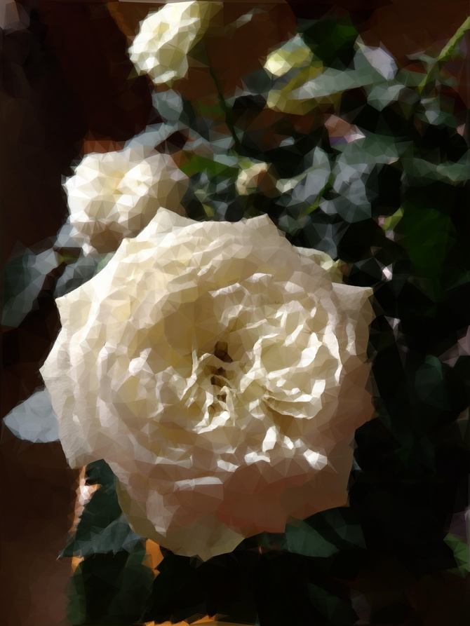 Róża słoneczna 