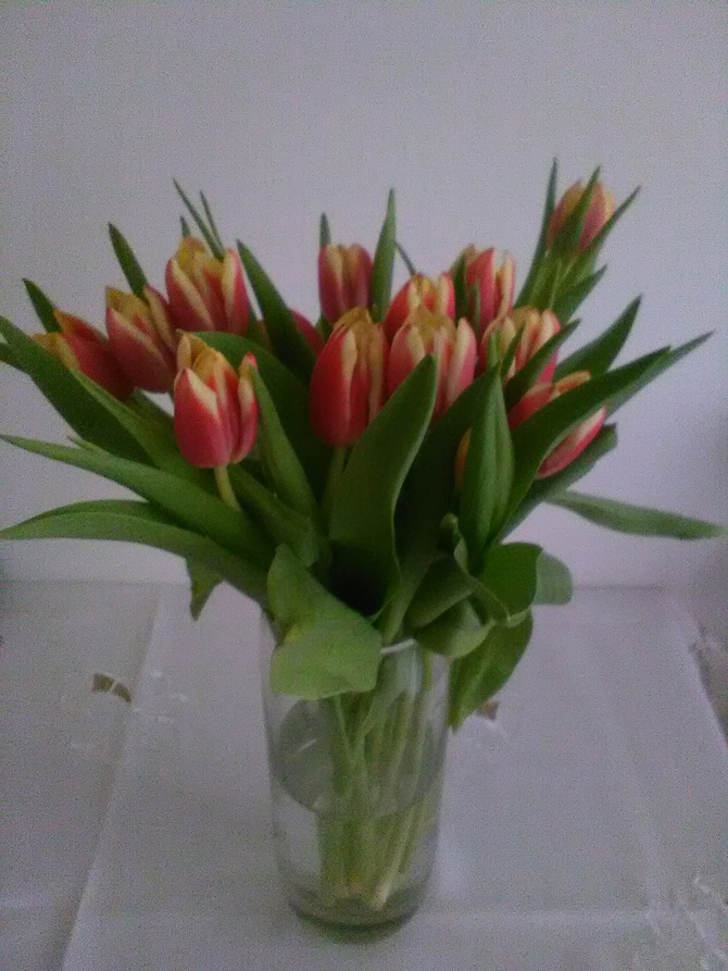 Wiosenne tulipany:):):)