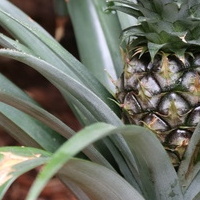 ananas w akcji
