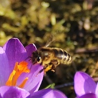 Krokusy i pszczółka...