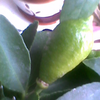 Limequat owoc