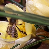 Pszczółki Pracowa