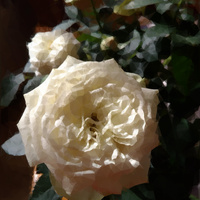 Róża słoneczna 