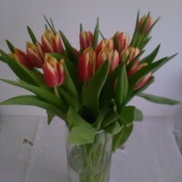 Wiosenne Tulipany:):