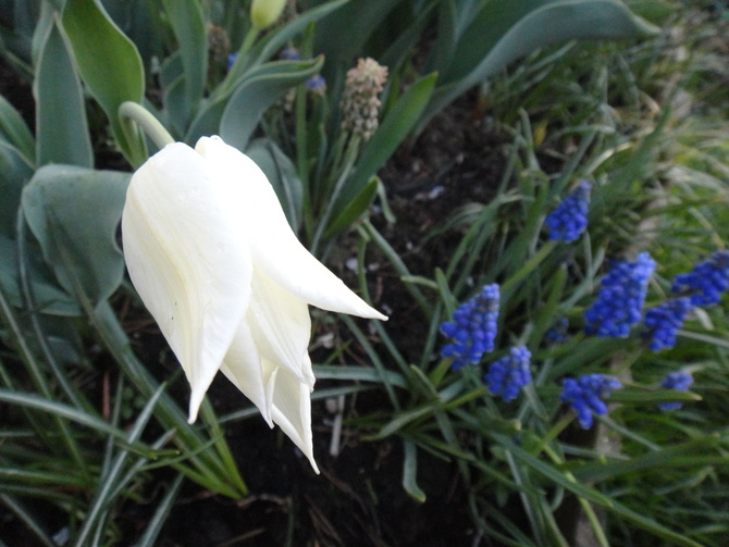 Biały tulipan kłania sie szafirkom...