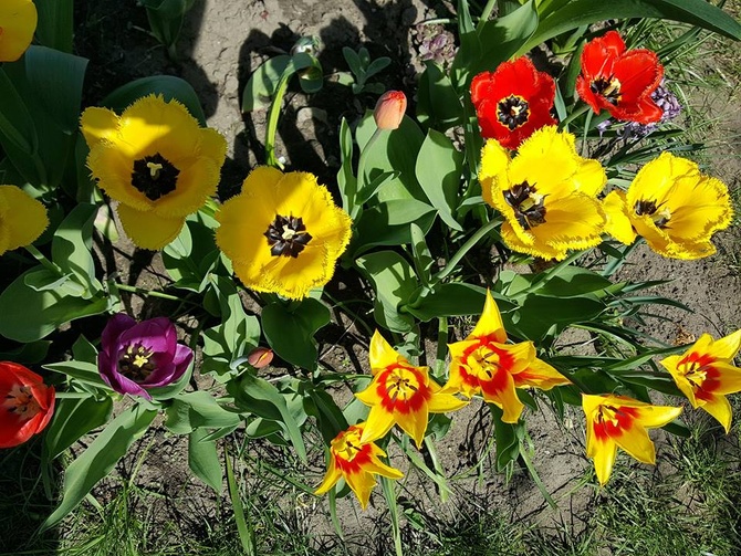 3500zdjęcie gromadka tulipów....