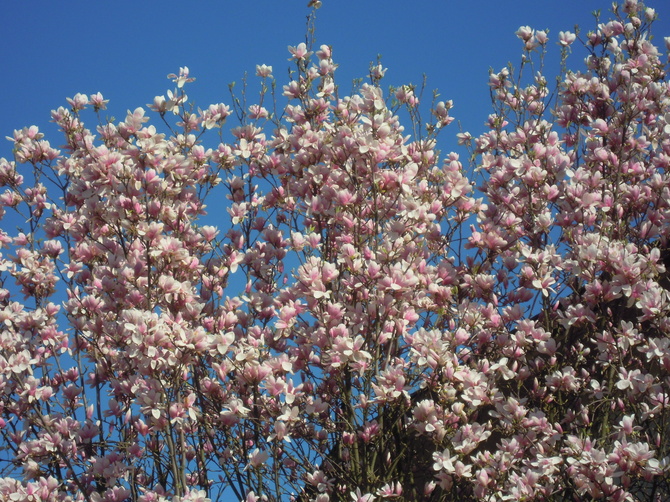 kwitnące magnolie