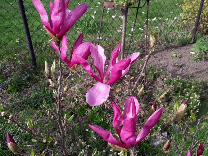 Magnolia dzisiaj;-)