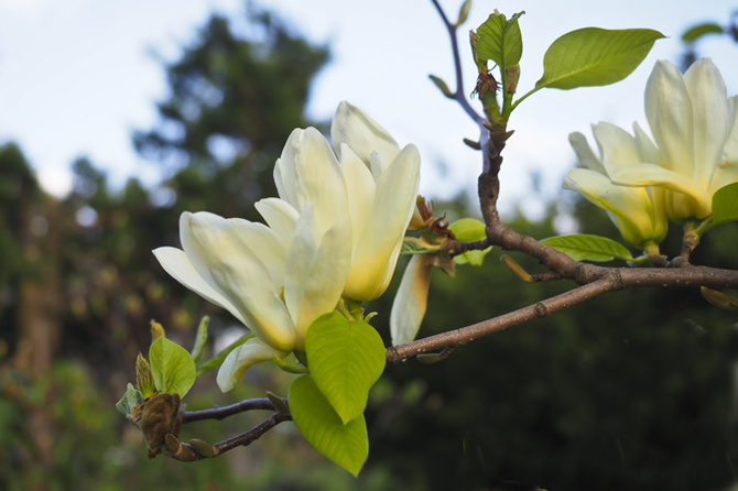 magnolia...