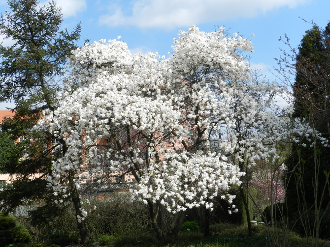 Magnolie,kwitną w Ogrodzie Botanicznym