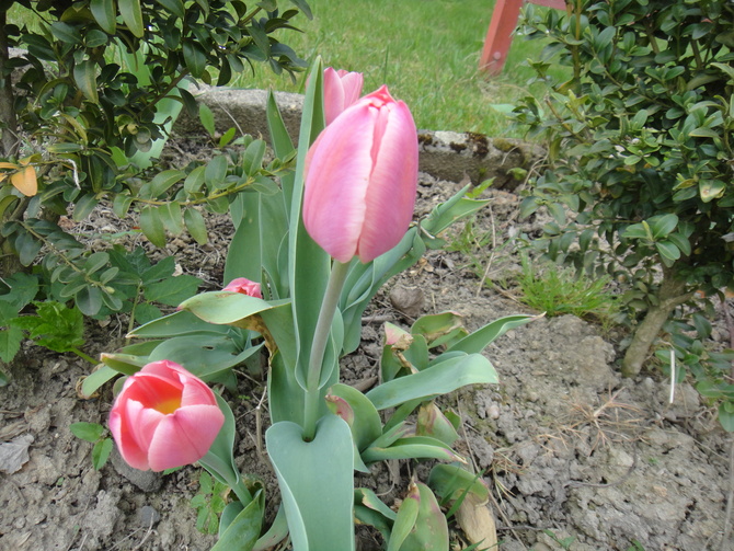Pierwsze różowe tulipany...