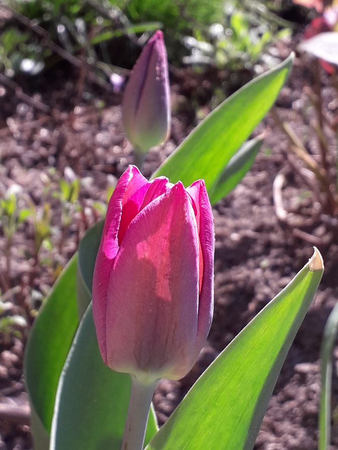 Pierwsze tulipanki;-)