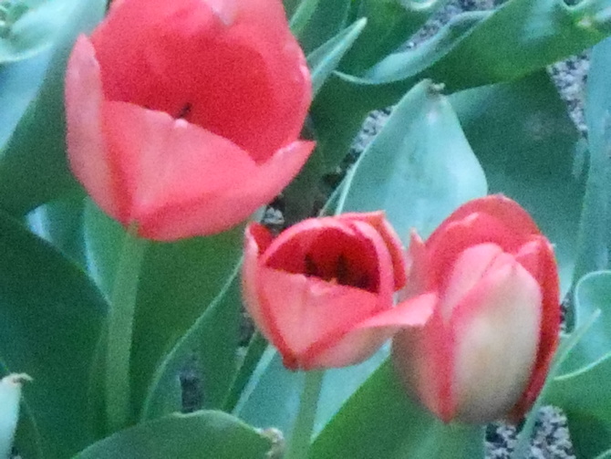 **pierwsze tulipany**