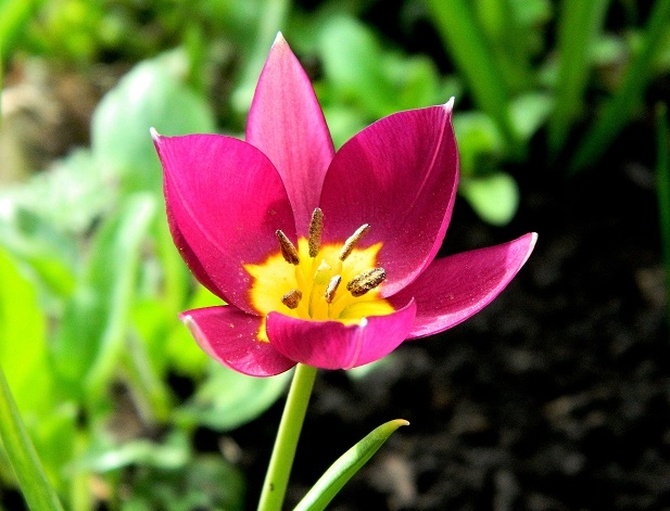 Radosny tulipanek:)