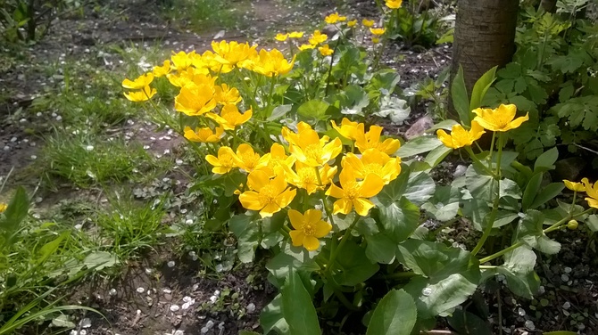 Słoneczne kwiaty