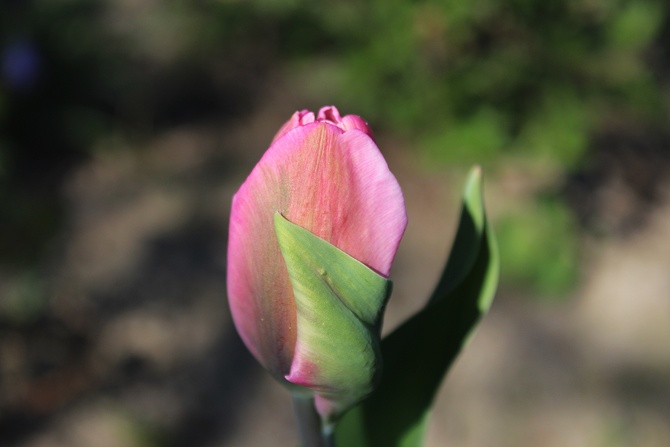 Taki tulipanek...