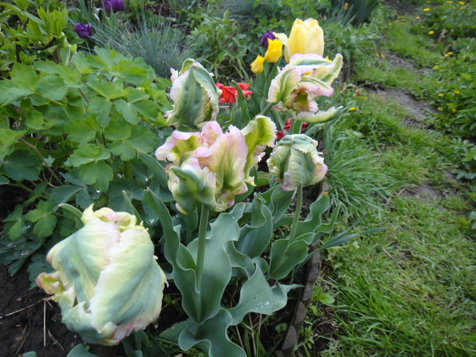 Tulipan zielonokwiatowy...
