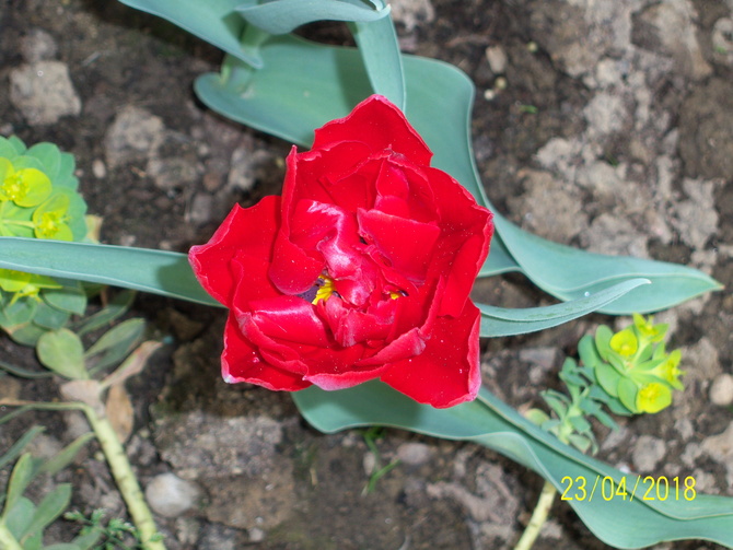 tulipan.......,