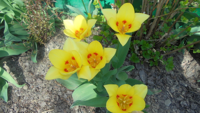 Tulipany-słonecznego wtorku...