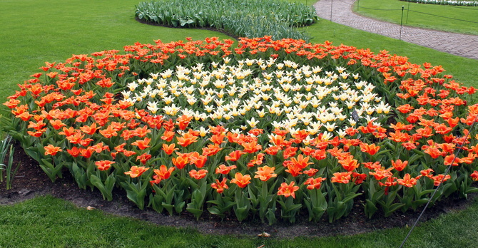 Tulipany,wiosenne kwiaty