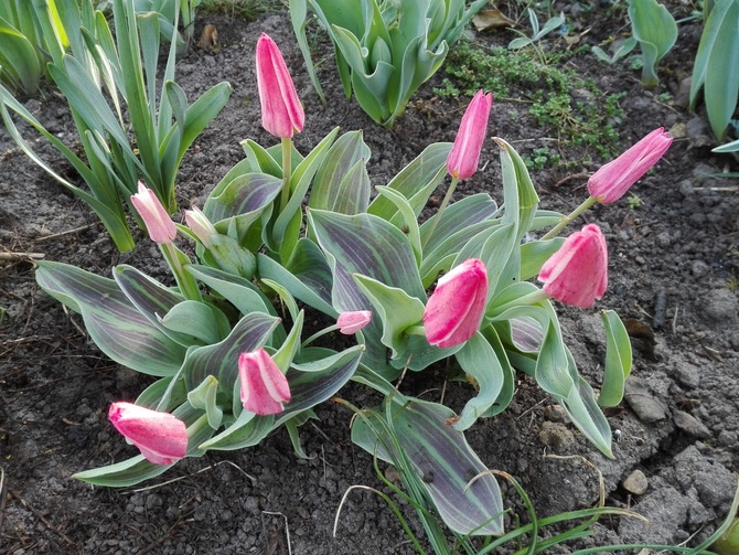 Tulipany z rana 